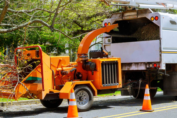 Best Firewood Processing and Delivery  in Berryville, VA